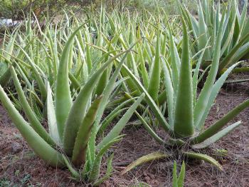 https://commons.wikimedia.org/wiki/File:Aloe_barbadensis.JPG