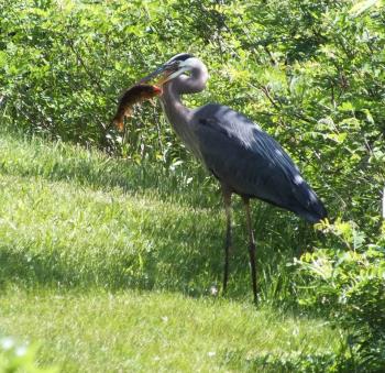 Great Blue heron with Catch of Koi