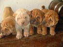 sharpei puppies - cute