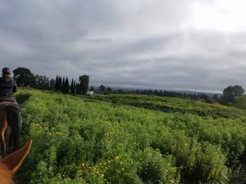 Laguna Woods trail ride.