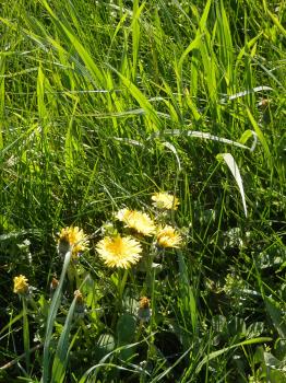 Dandelions Just Flowered Dandelions Just Flowered