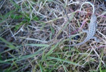 Lizard on Ground