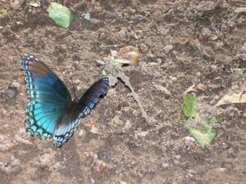 Butterfly by Pat Z Anthony Butterfly by Pat Z Anthony