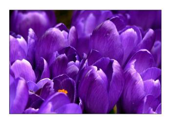 Pixabay crocus large Pixabay crocus large