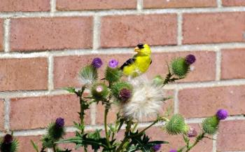 American Goldfinch and thistle by minx267 American Goldfinch and thistle by minx267