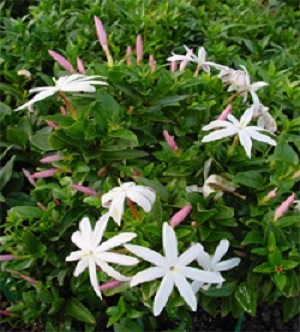 juhi flower juhi flower
