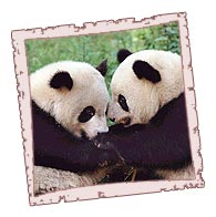 panda-bear-panda - panda-bear-panda