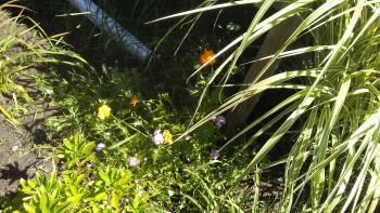 The beginning of new wildflowers, Marsha. The beginning of new wildflowers, Marsha.