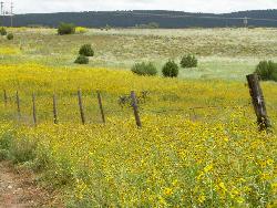 yellow and so many of them - small sunflowers all over in the medows