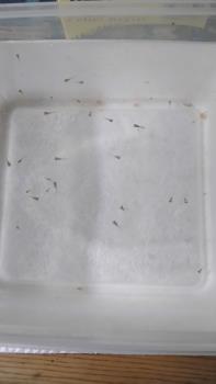 Baby Guppies. picture is mine