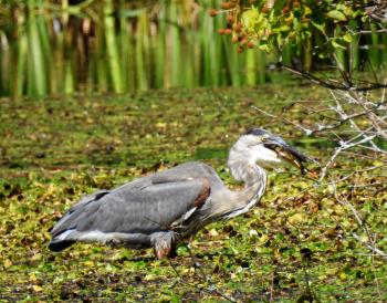 Great Blue HEron with Fish by minx267