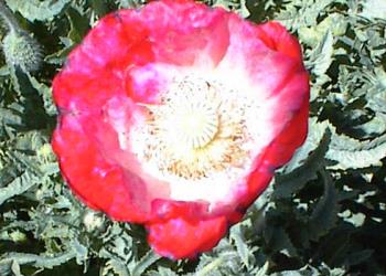 A poppy A poppy