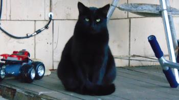 The black cat next door.