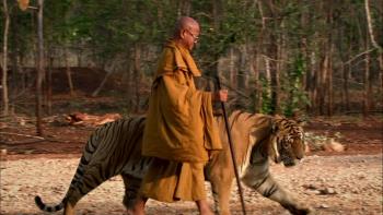 tiger, monk, company, temple,