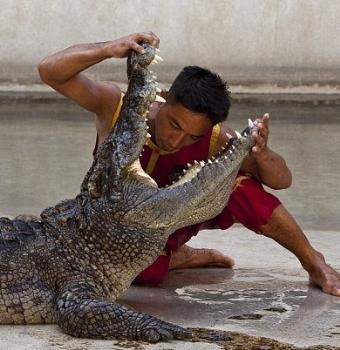 crocodile, dangerous, danger, job, show,