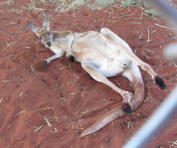 Red kangaroo sunbaking - Erldunda Red kangaroo sunbaking - Erldunda
