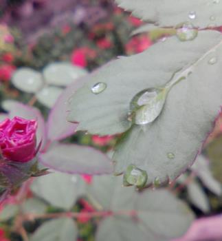 the rosebud with dew
