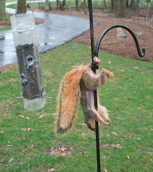 Poor squirrel! 