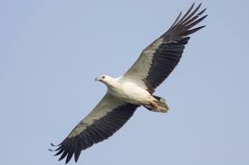                   http://rahulalvares.com/2013/04/white-bellied-sea-eagle/