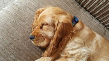 A cute dog, fast asleep, dreaming in other worlds, like we can do too.