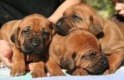puppies - babies