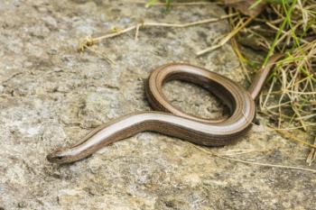 slow worm courtesy of The Journal