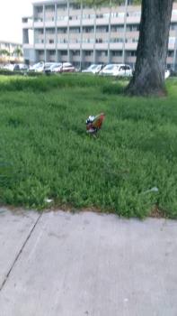Here is Prince the feral rooster that was near my bus stop on March 6, 2018.