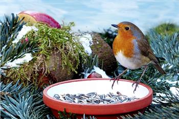 If we focus too long on our seed without planting it, something else might destroy it, or even eat it, like this bird here is doing. If we focus too long on our seed without planting it, something else might destroy it, or even eat it, like this bird here is doing.