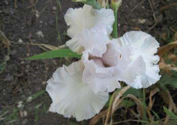 One of my Favorite White Irises