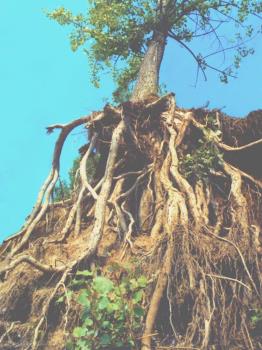 Our roots go much deeper, than what we might imagine them to do so!