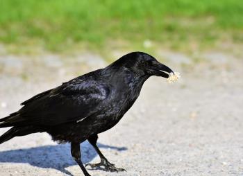 Some crows will always be around to pick up the pieces!