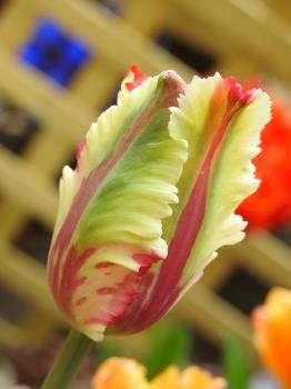 Parrot tulip Parrot tulip