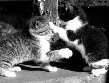 Kittens in black and white..  by minx267