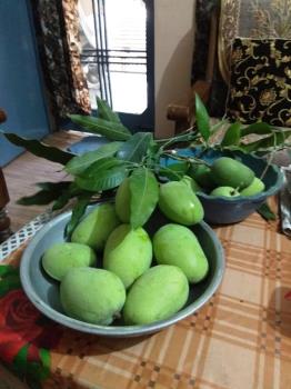 My mango trees 