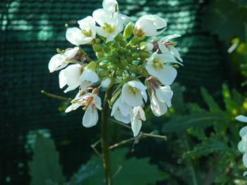 a sweet añyssum flower that grows around Peralta Navarra Spain.