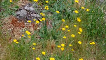 Wildflowers.