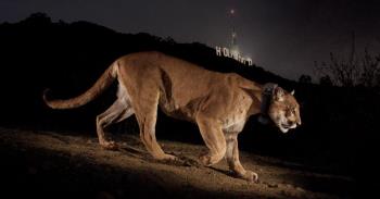 Photo from of P22 mountain lion from Twitter Photo from of P22 mountain lion from Twitter