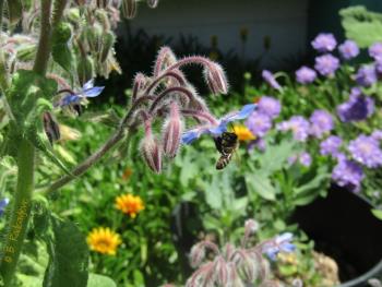 Bee foraging in garden on borage plant.