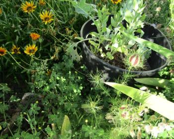 Nigella, Burr Clover, Gazanias Nigella, Burr Clover, Gazanias
