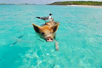 This little swimming pig is not demon possessed This little swimming pig is not demon possessed