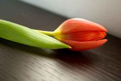 Tulip - A beautiful picture of tulip