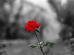 Beautiful rose - Beautiful red rose