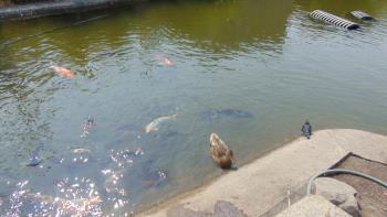 zoo zoo