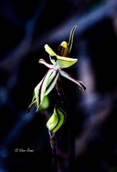 Ant Orchid, Western Australia
