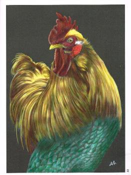 Rooster from a Tim Jeffs book