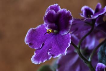 https://cdn.pixabay.com/photo/2016/11/12/15/23/african-violets-1819021_960_720.jpg https://cdn.pixabay.com/photo/2016/11/12/15/23/african-violets-1819021_960_720.jpg
