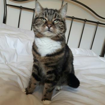 This is me, Freya the Catblog Cat. I am very real. This is me, Freya the Catblog Cat. I am very real.