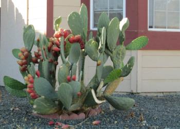 Prickly Pear Cactus with Fruit