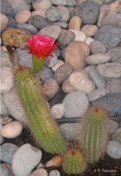 Mystery cactus