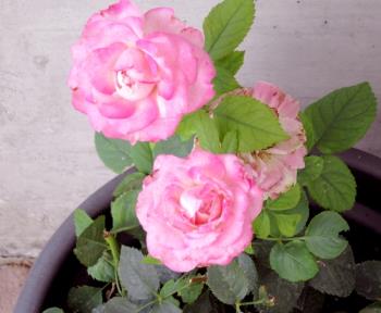 LadyDuck Roses